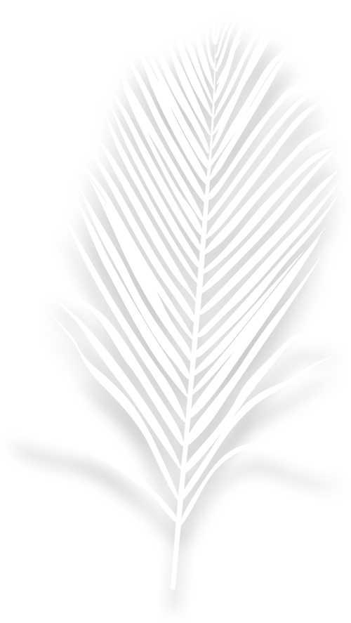 The shadow of a palm tree leaf on a white background.