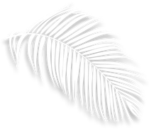 The shadow of a palm tree leaf on a white background.