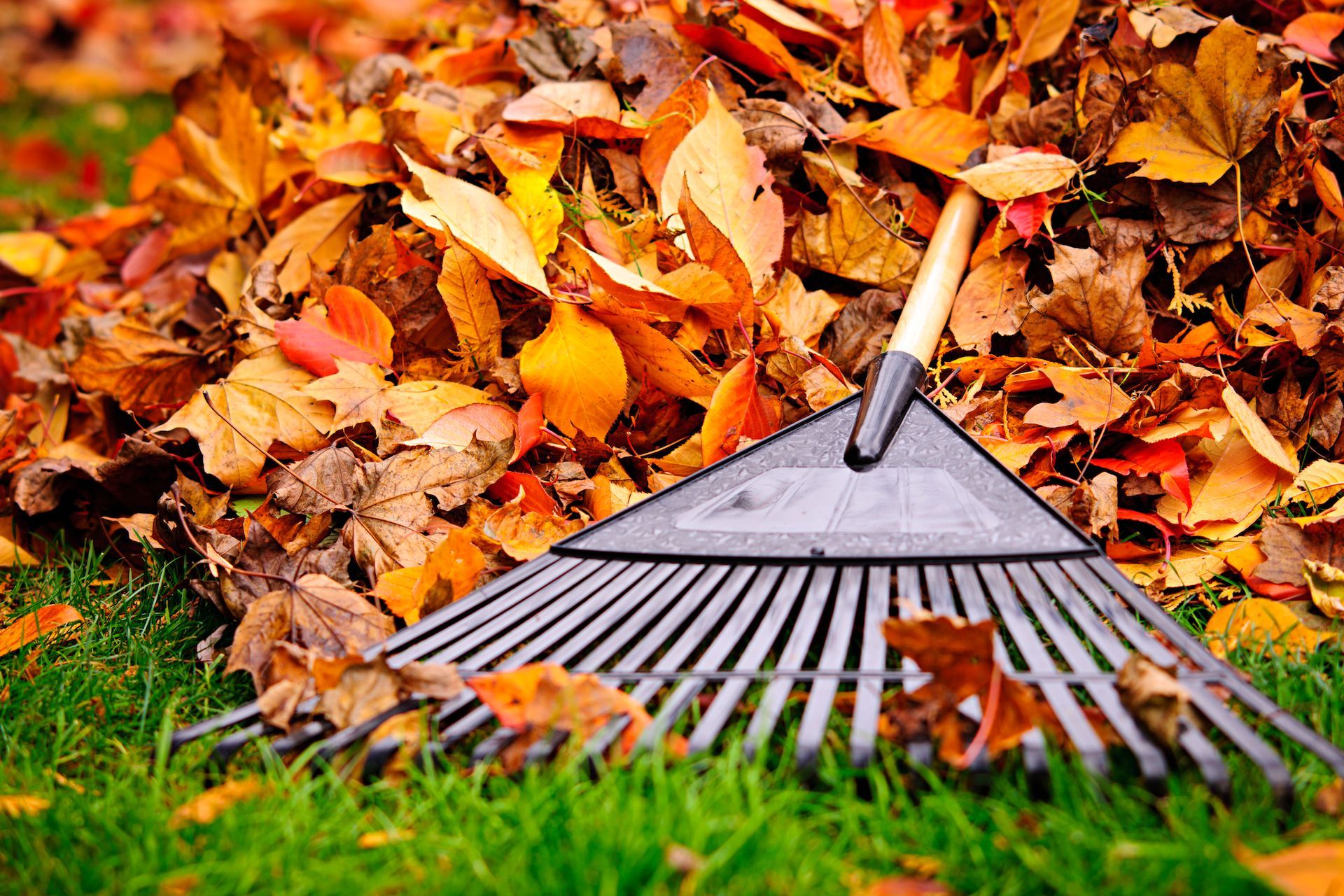 Rake & Leaves Rake & Leaves