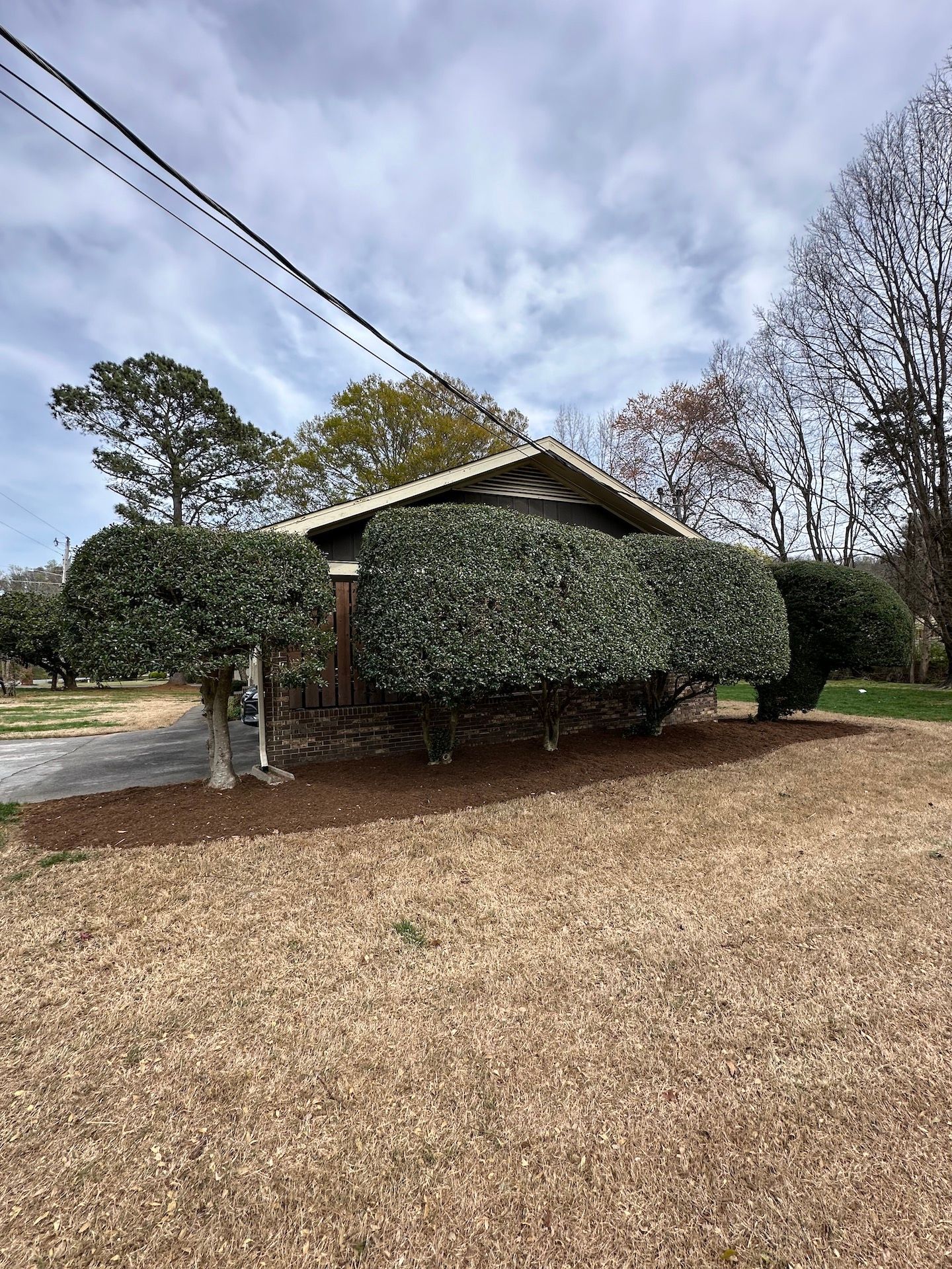 tree trimming and new mulch installation