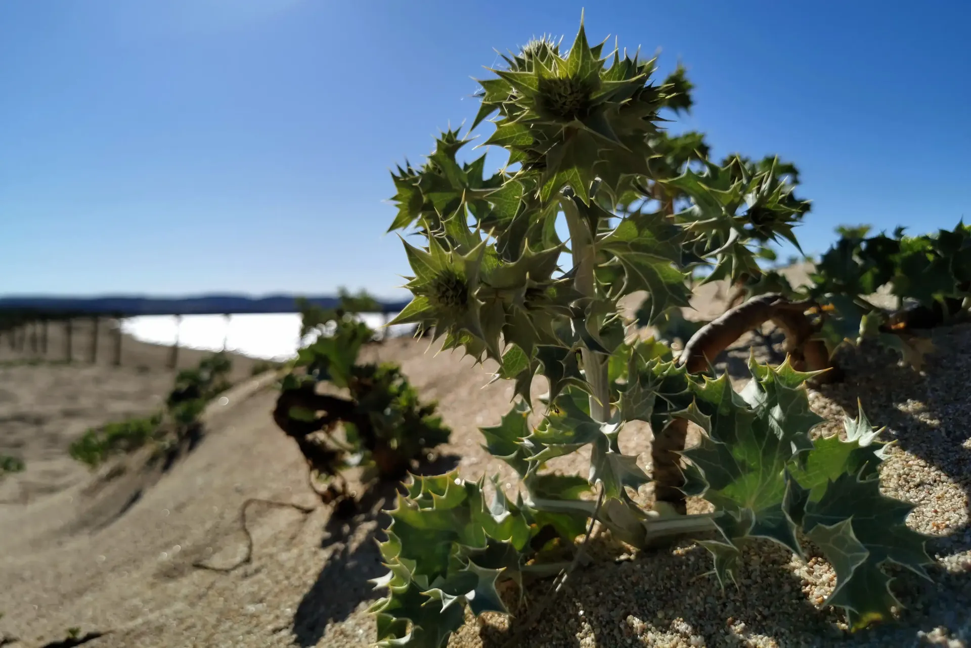 a small plant is growing out of the sand