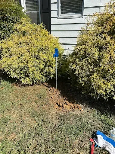 Blue-topped metal stake in dirt between two shrubs beside a house siding.