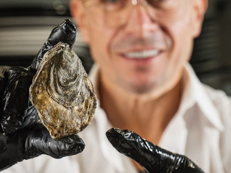 Mani guantate che reggono una grande conchiglia d'ostrica davanti a una persona sfocata in un ambiente interno.