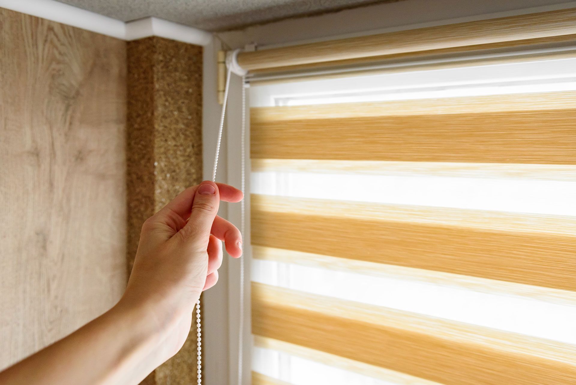 Hand pulling cord to adjust a striped, light-brown and white roller shade. Window setting.