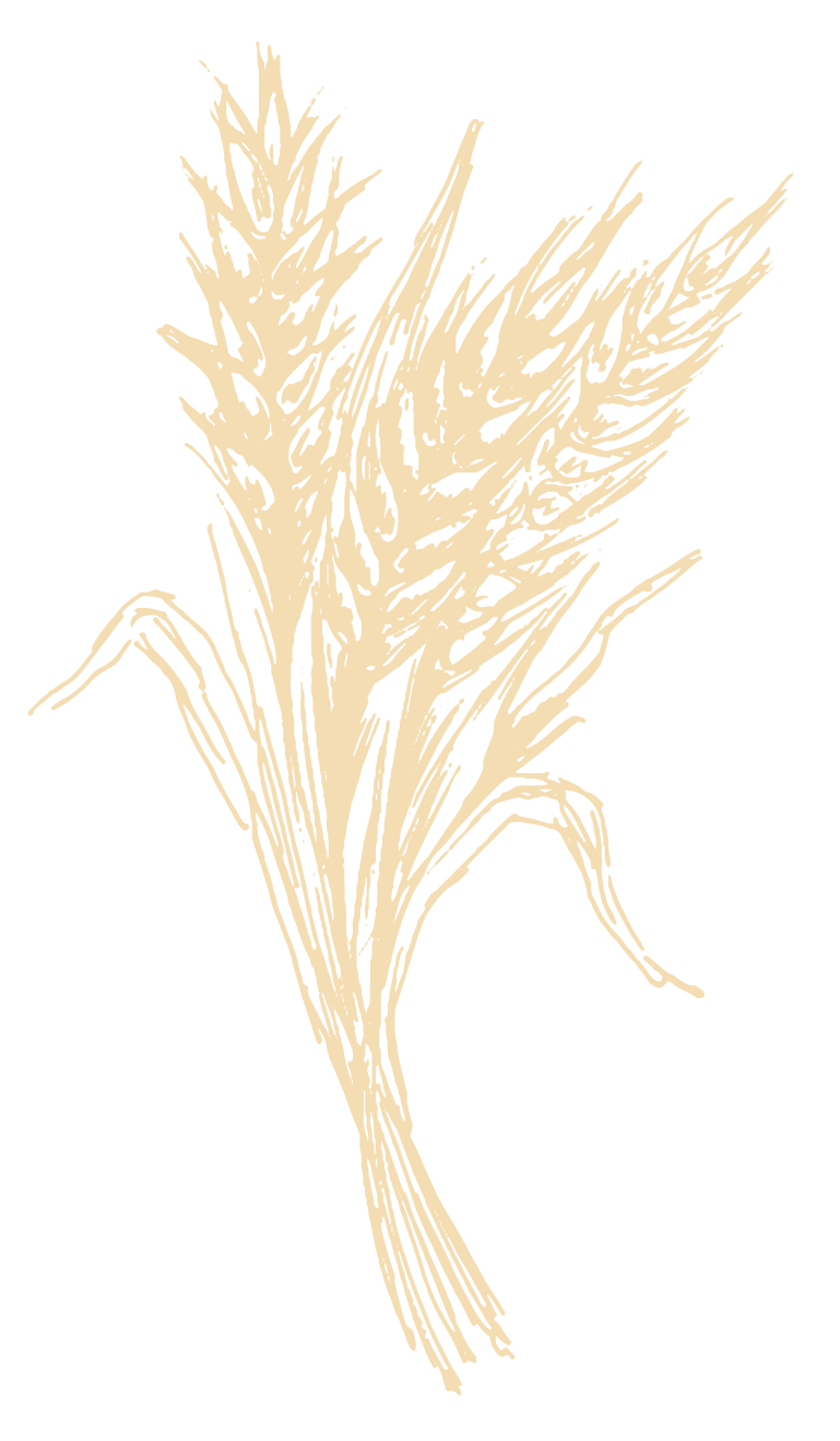 Weizen Illustration