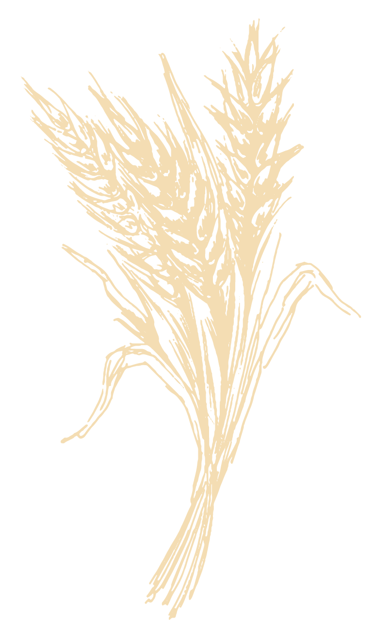 Weizen Illustration