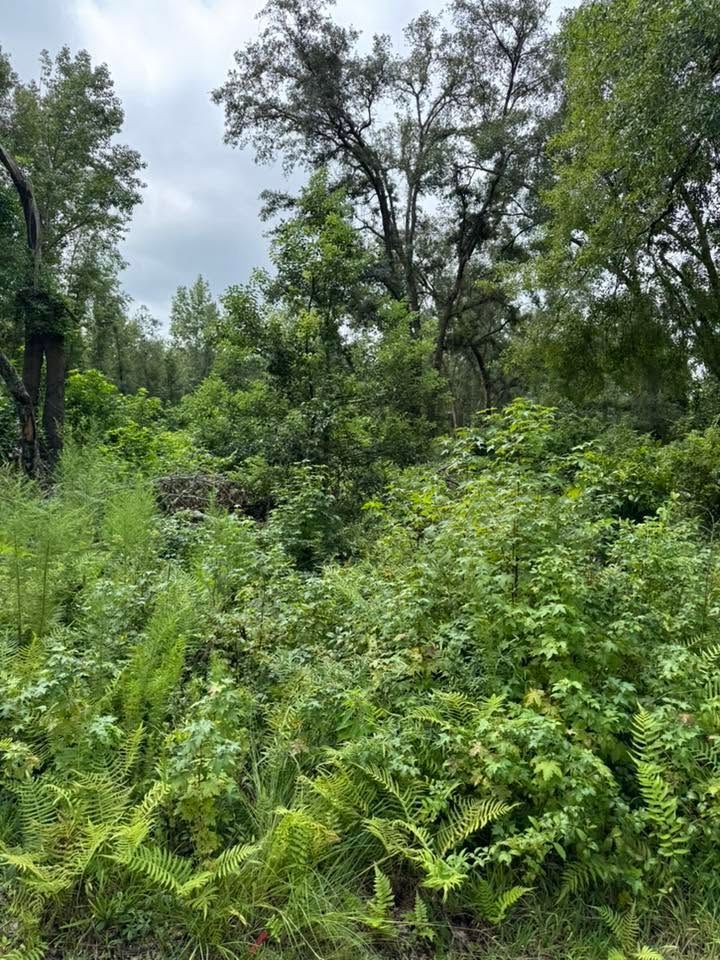 Dense green forest clearing with tall trees and overgrown shrubs under a cloudy sky