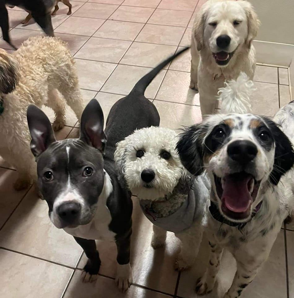 A group of dogs standing next to each other with their mouths open.