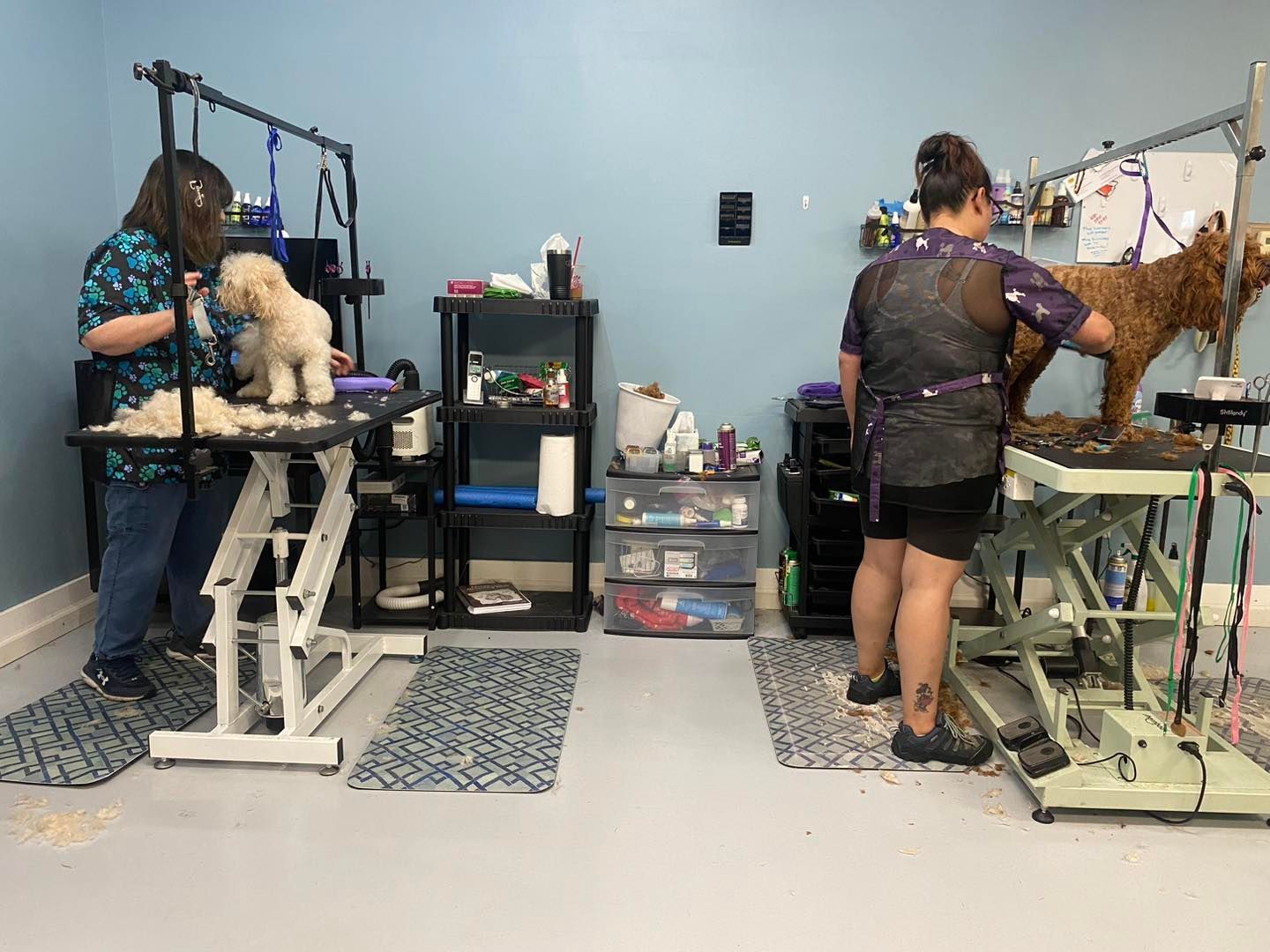 A woman is grooming a small dog on a table.