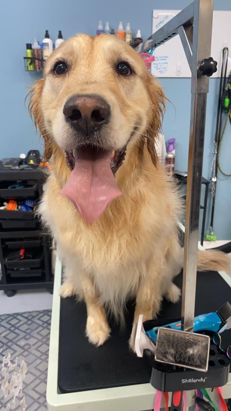 A dog is sitting on a grooming table with its tongue out.