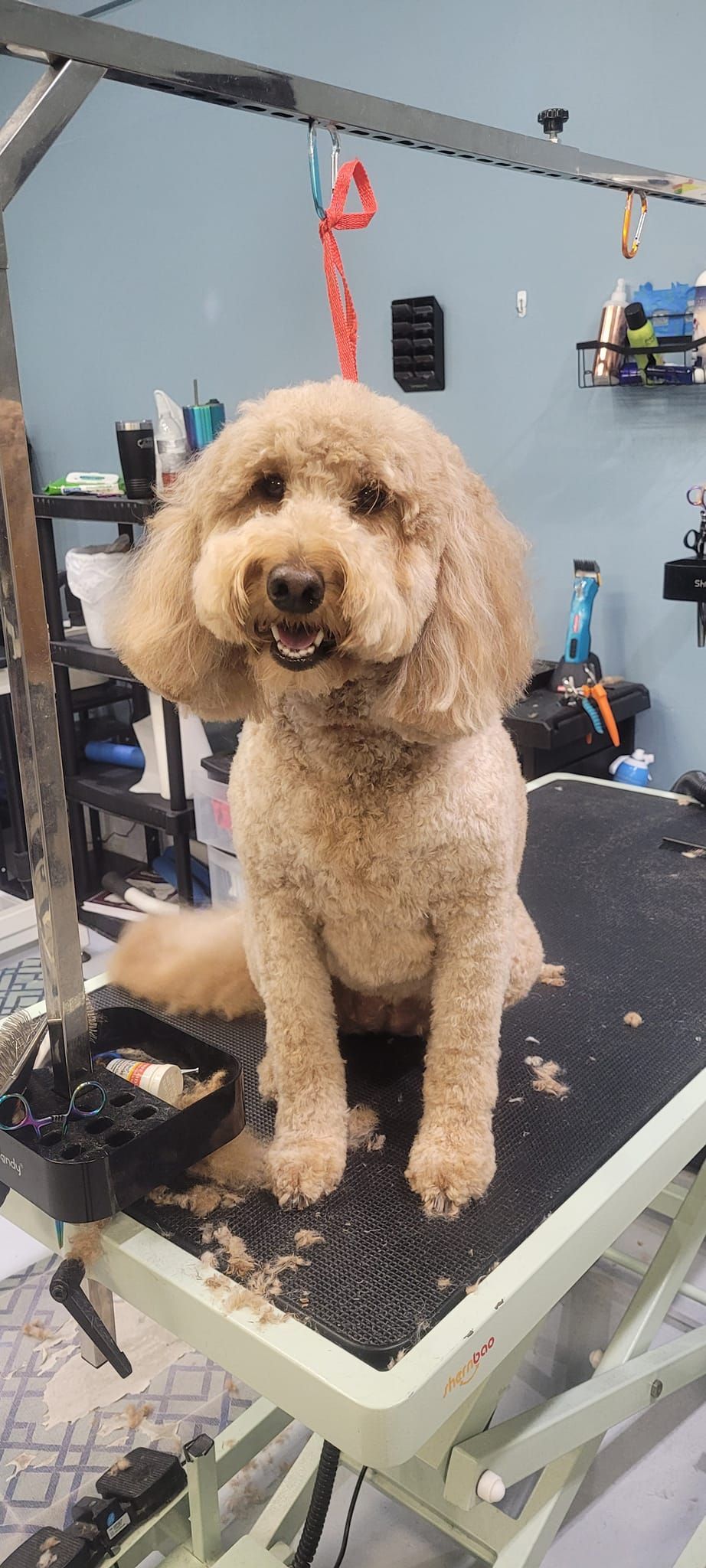 A small brown dog is sitting on a grooming table.