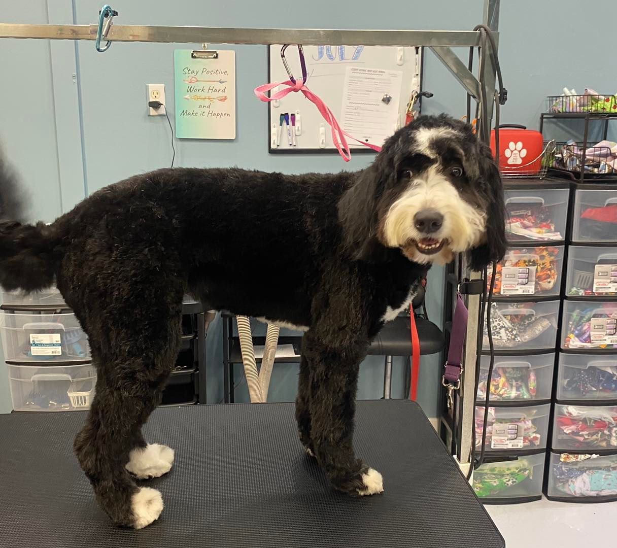 A black and white dog is standing on a grooming table.