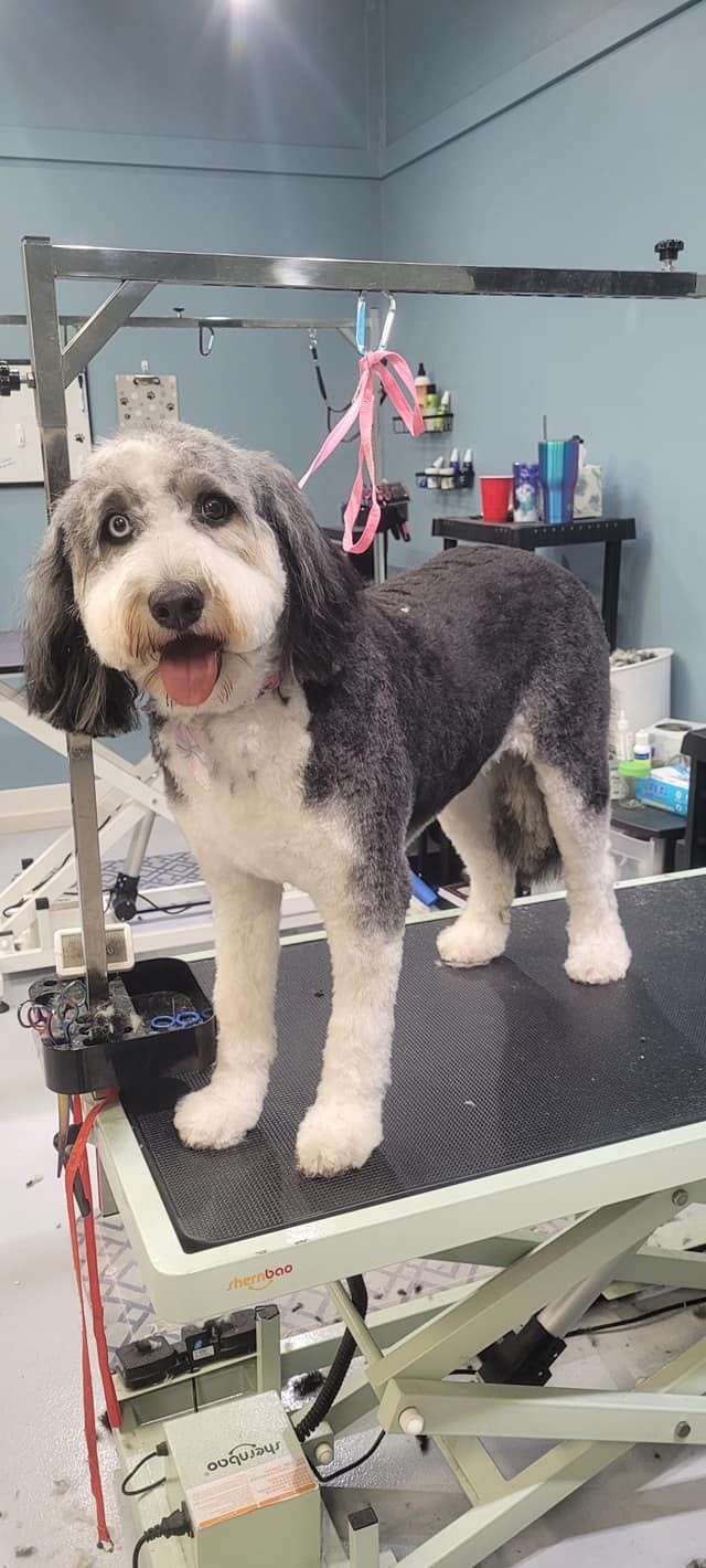 A dog is standing on a grooming table in a room.