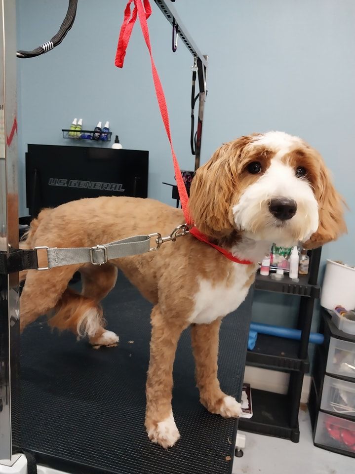 A brown and white dog with a red leash is standing on a grooming table.