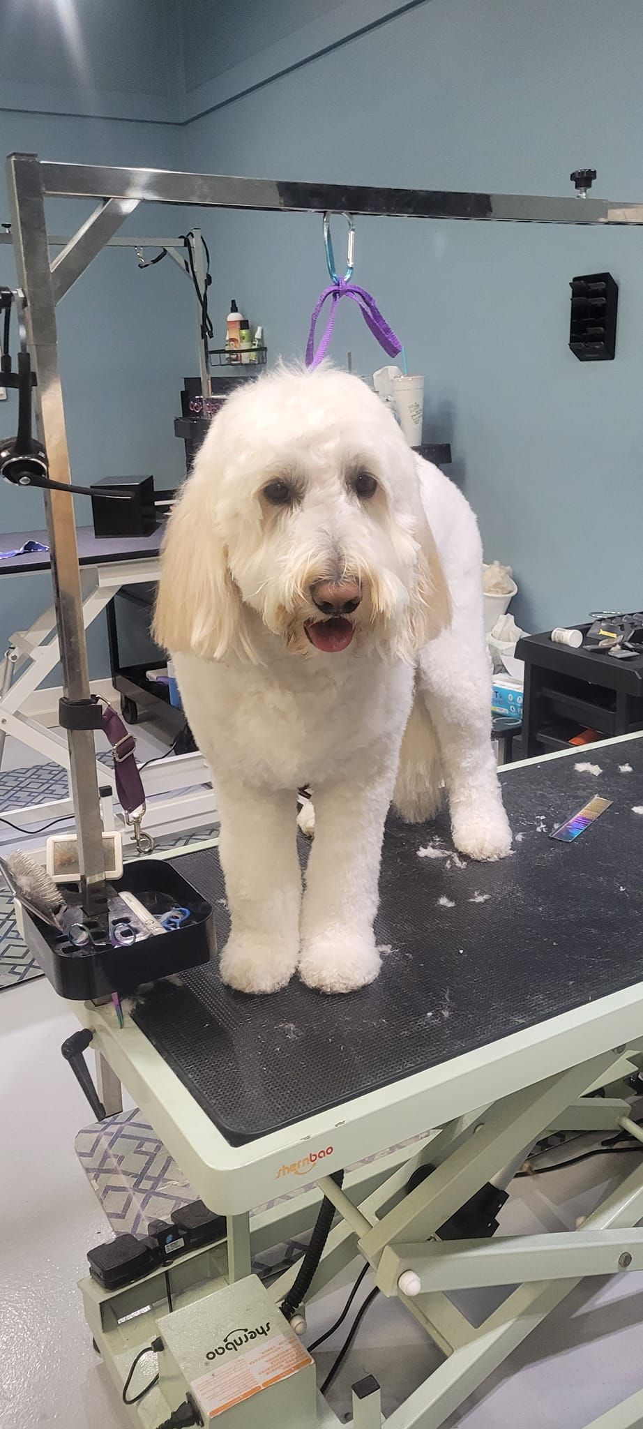 A small white dog is standing on a grooming table.