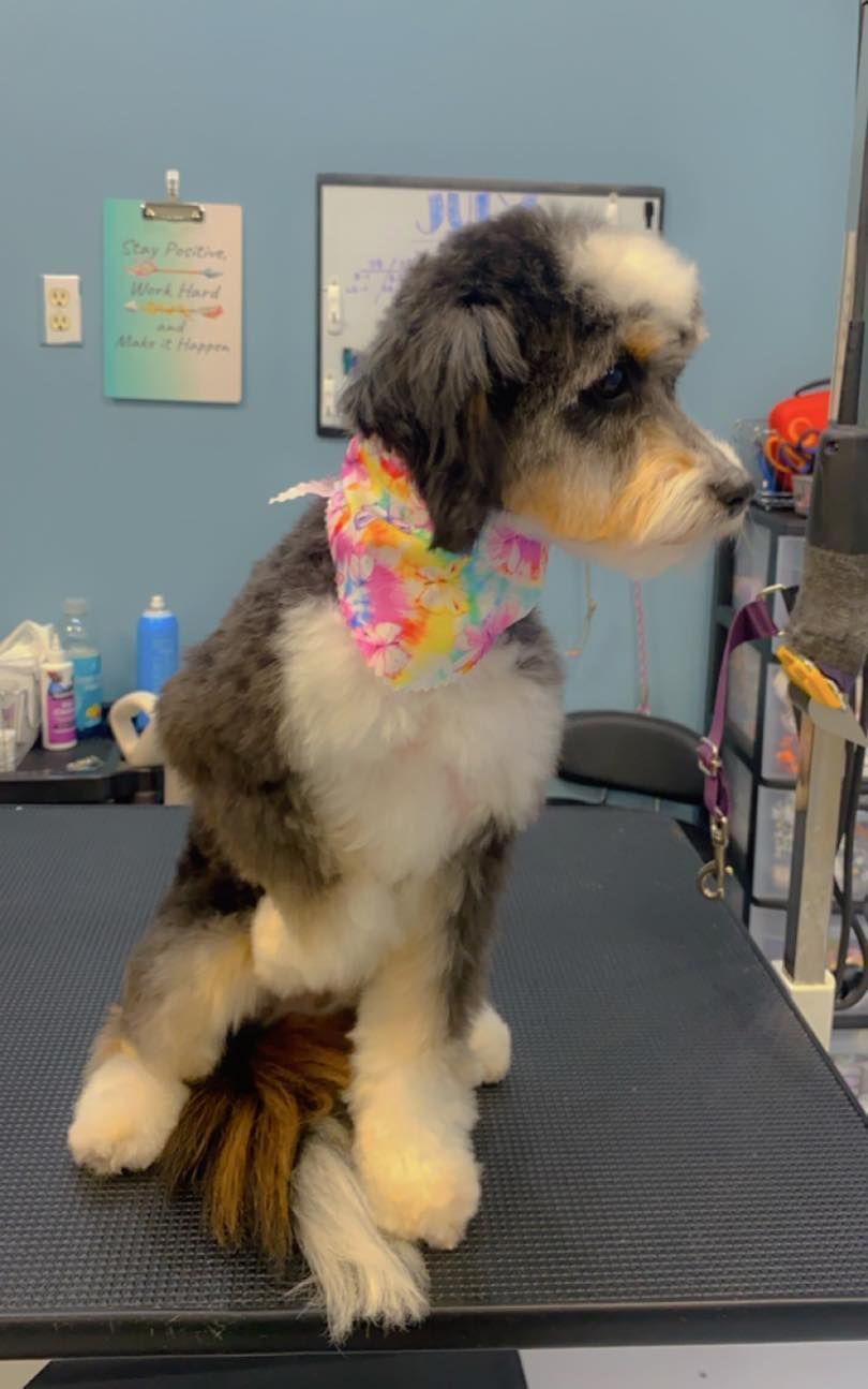 A small dog is sitting on top of a grooming table.