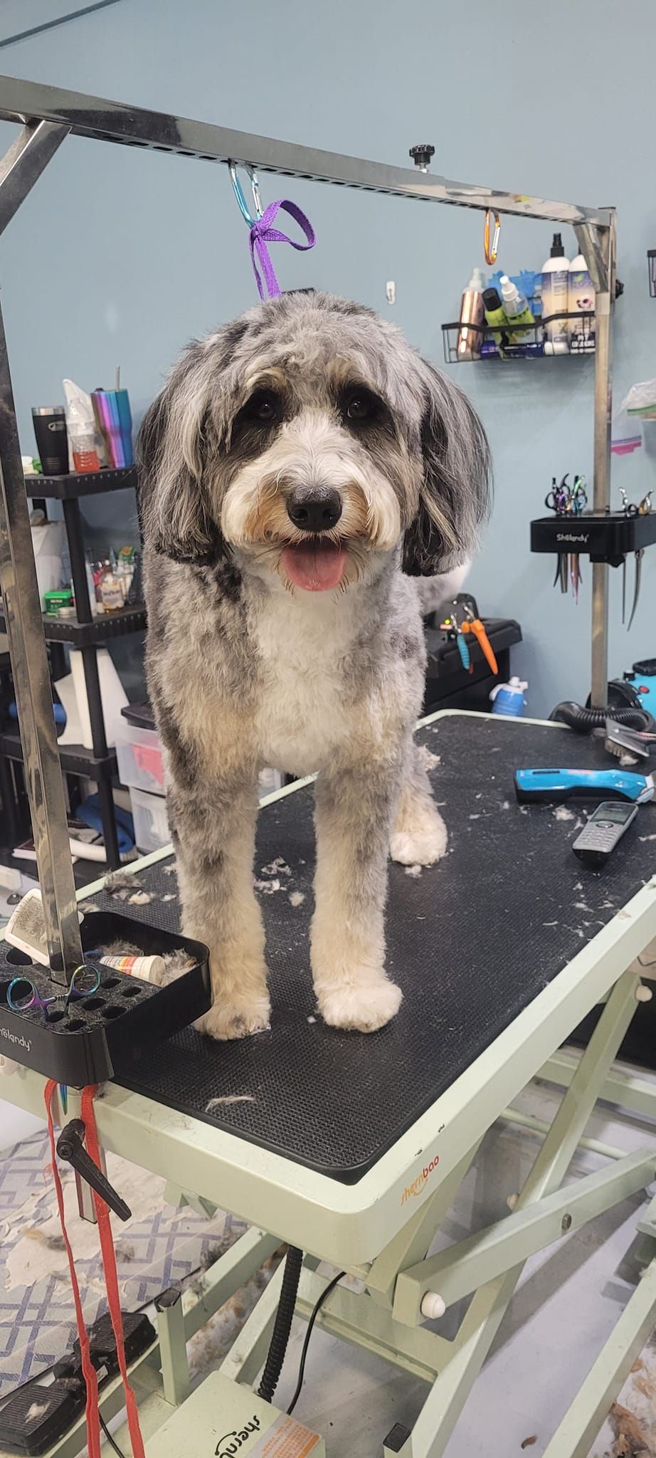 A small dog is standing on top of a grooming table.