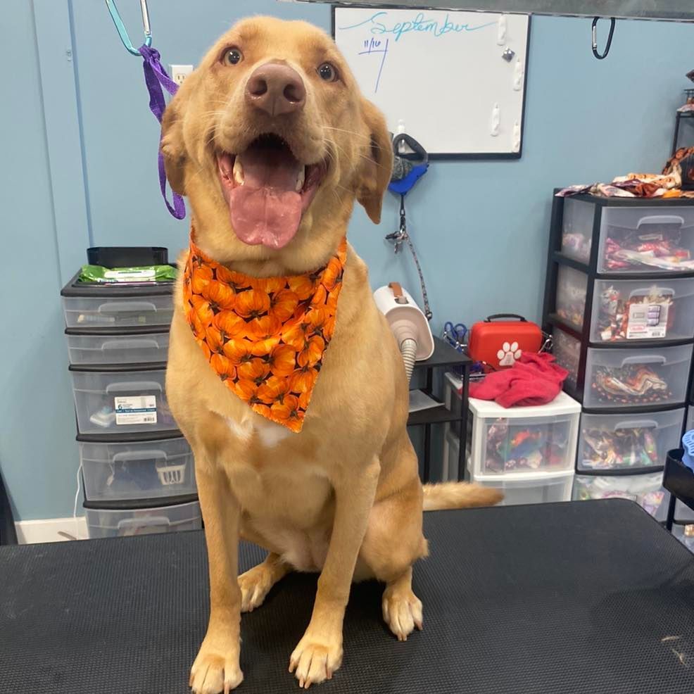 A dog wearing an orange bandana with bats on it.