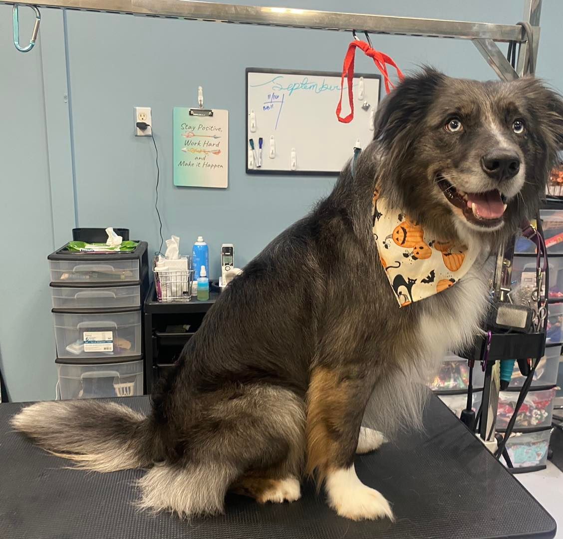 A dog wearing a bandana is sitting on a grooming table.