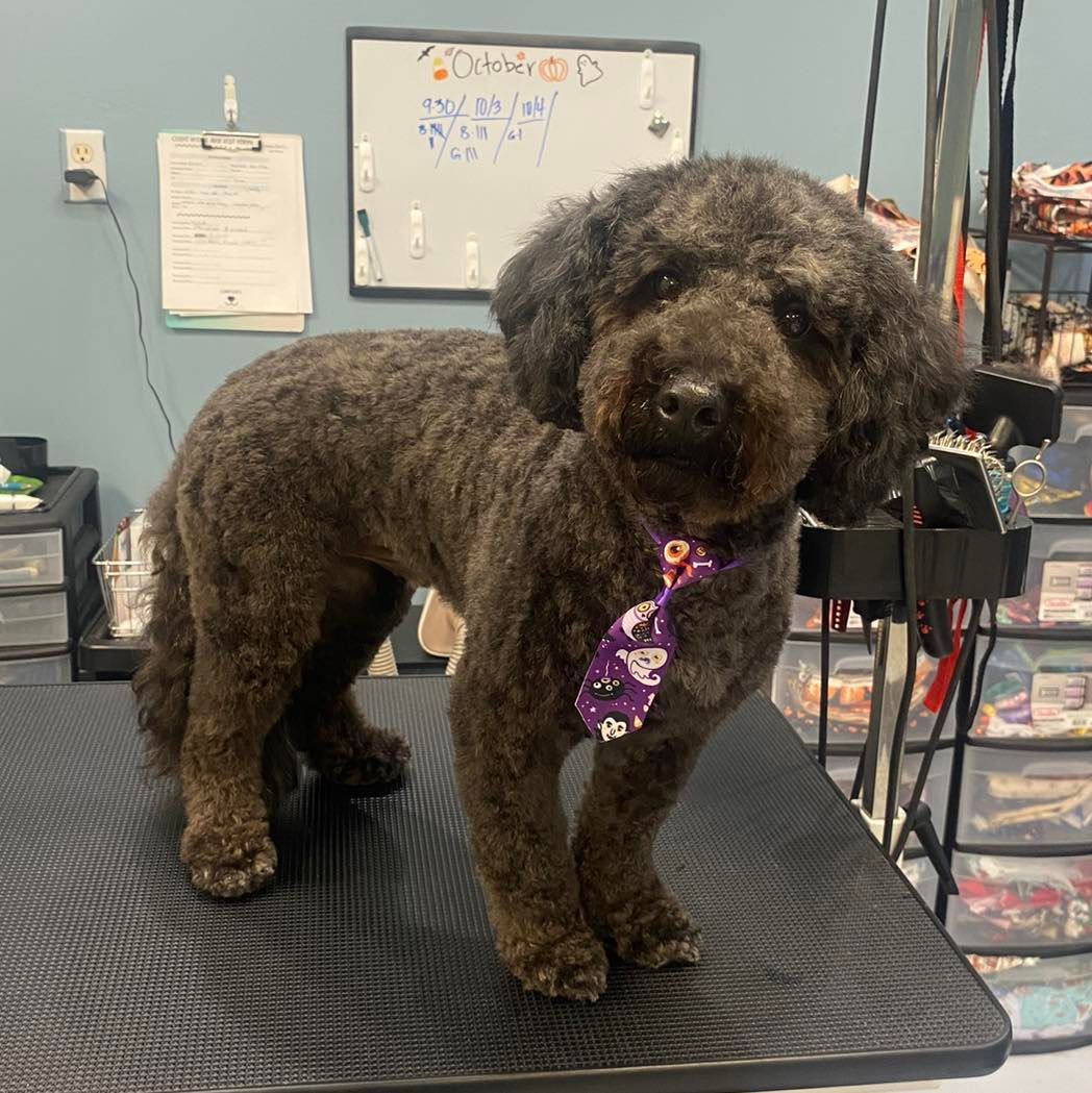 A small brown dog wearing a purple tie is standing on a grooming table.