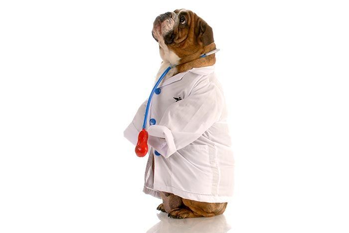 CLÍNICA VETERINARIA ADRIÁN ZAMORA