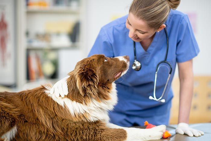 CLÍNICA VETERINARIA ADRIÁN ZAMORA