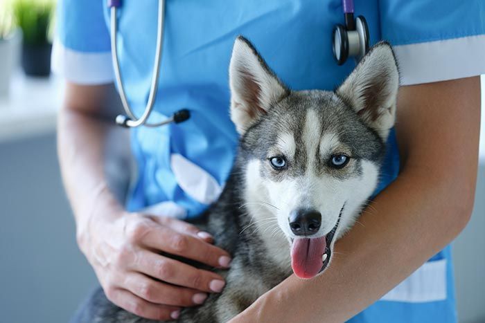 Tomografía - CLÍNICA VETERINARIA ADRIÁN ZAMORA