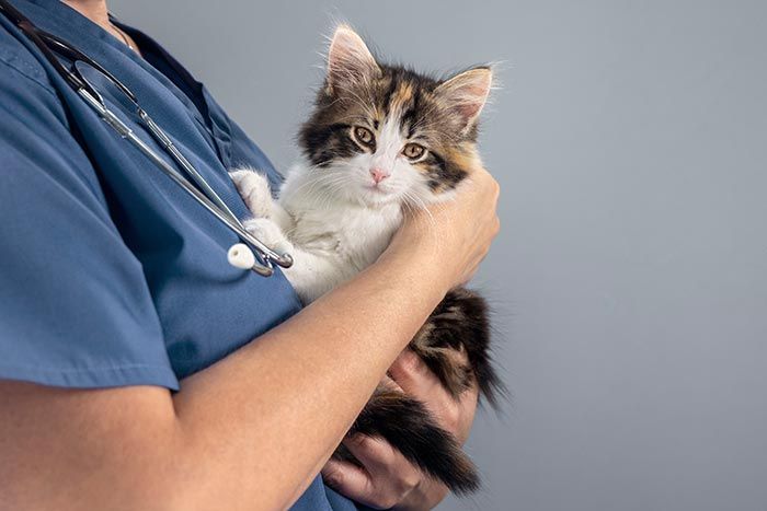 CLÍNICA VETERINARIA ADRIÁN ZAMORA