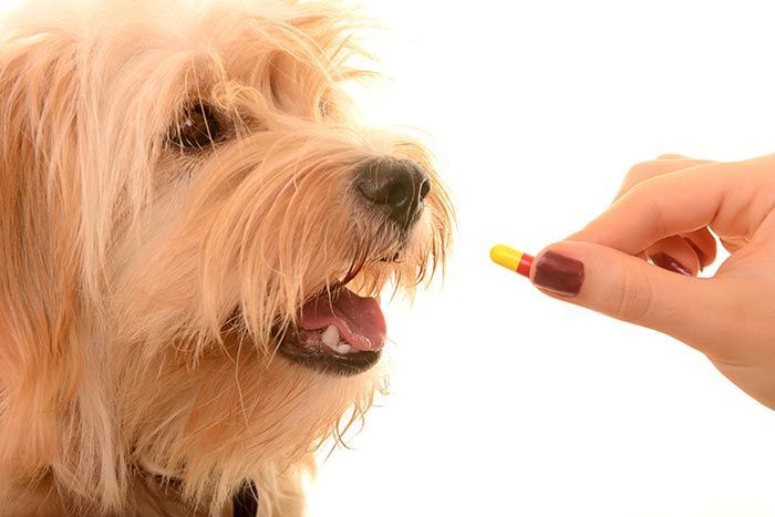 CLÍNICA VETERINARIA ADRIÁN ZAMORA