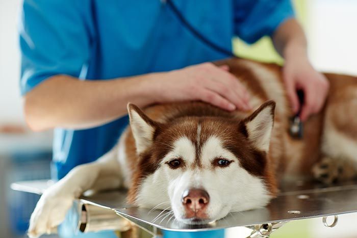 CLÍNICA VETERINARIA ADRIÁN ZAMORA