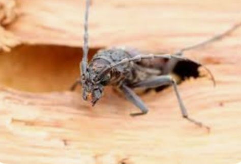 Un gros plan d'un insecte sur un morceau de bois.