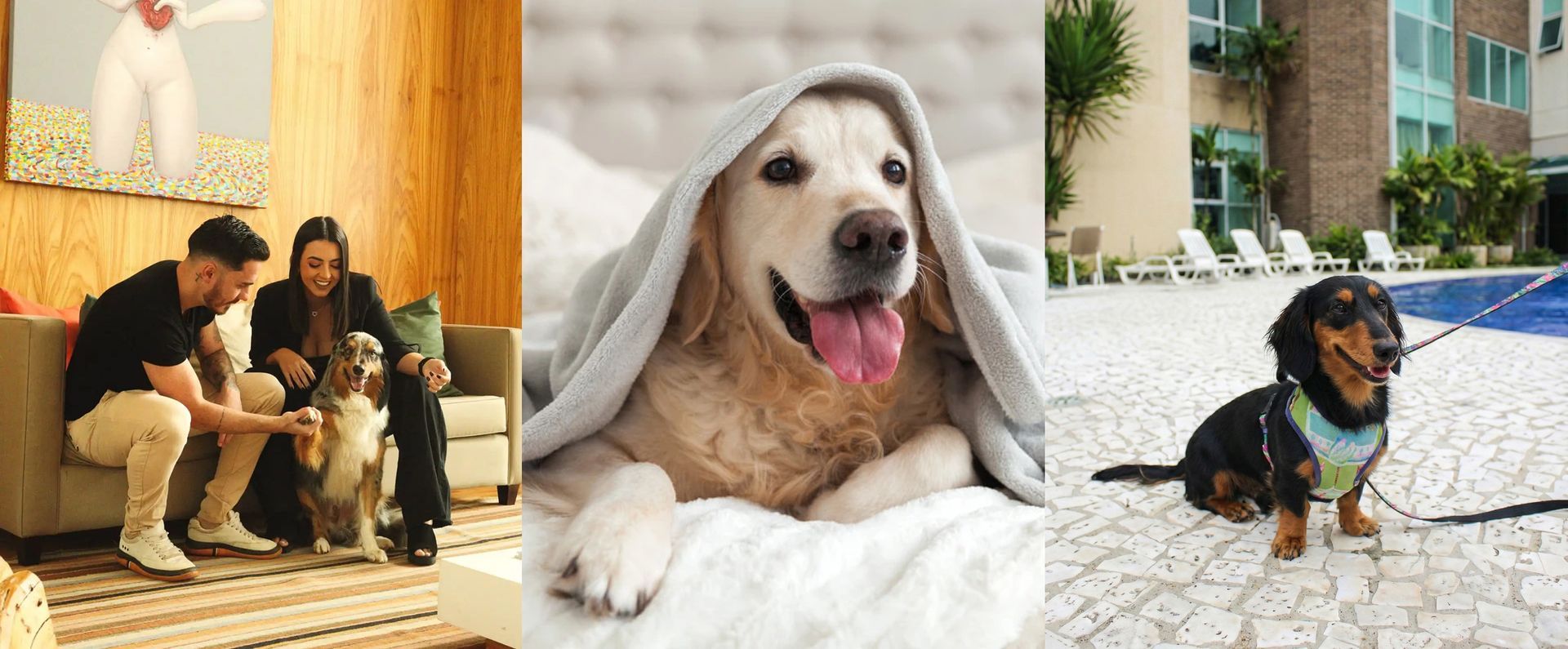 Cachorro deitado sobre cama branca em quarto de hotel Pet Friendly do Vitória Hotéis, destacando as unidades Convention Indaiatuba, Residence Newport e Convention Paulínia 
