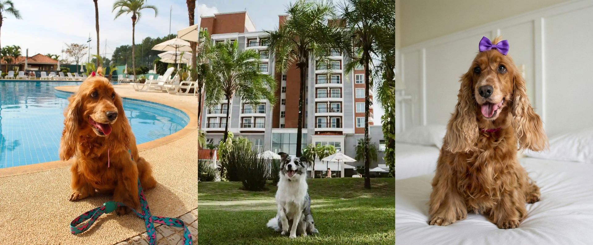 Três fotos de um cachorro marrom-dourado em um ambiente à beira da piscina, em um jardim e dentro de casa, uma delas com um laço roxo.