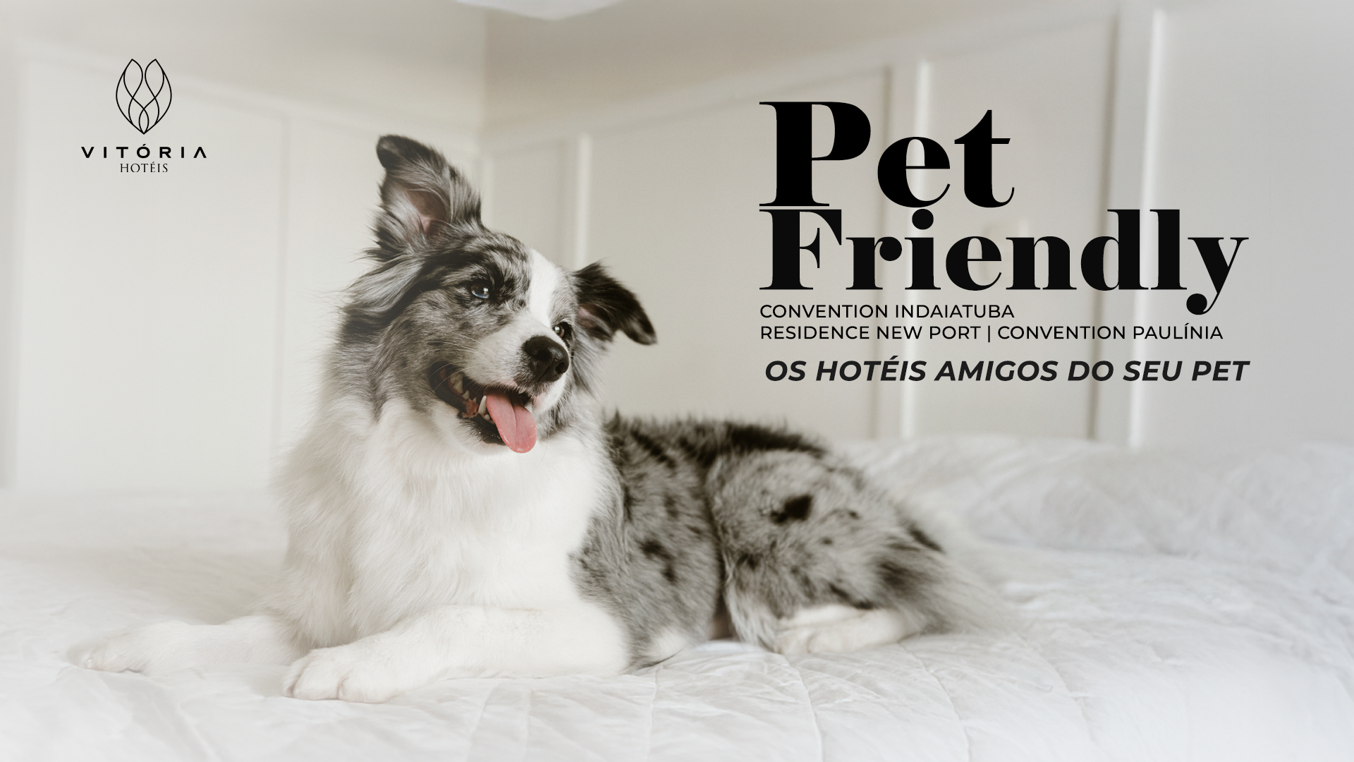 Cachorro deitado sobre cama branca em quarto de hotel Pet Friendly do Vitória Hotéis, destacando as unidades Convention Indaiatuba, Residence Newport e Convention Paulínia 
