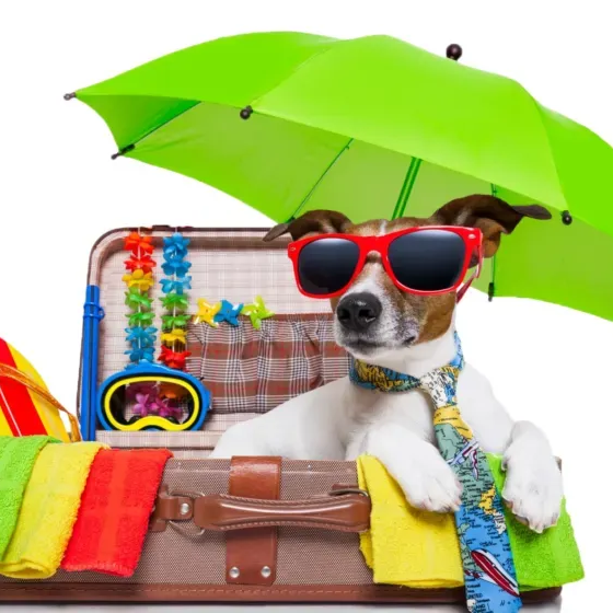 Cachorro de óculos escuros vermelhos e gravata relaxando dentro de uma mala com um guarda-chuva verde brilhante.