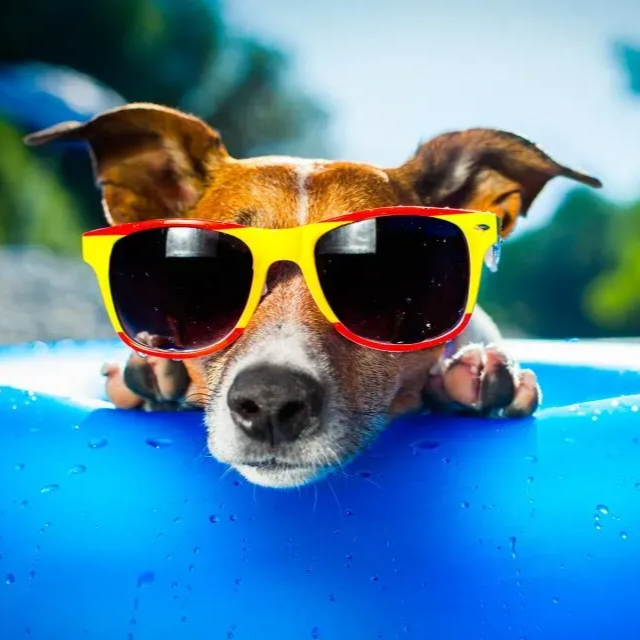 Cachorro usando óculos de sol vermelhos espreita por cima de uma boia azul na piscina.