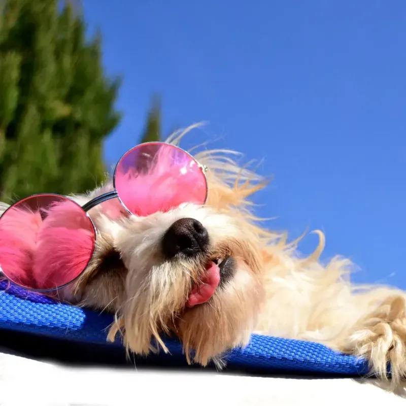 Cachorrinho pequeno e fofo usando óculos de sol rosa, relaxando em um tapete azul sob a luz do sol.