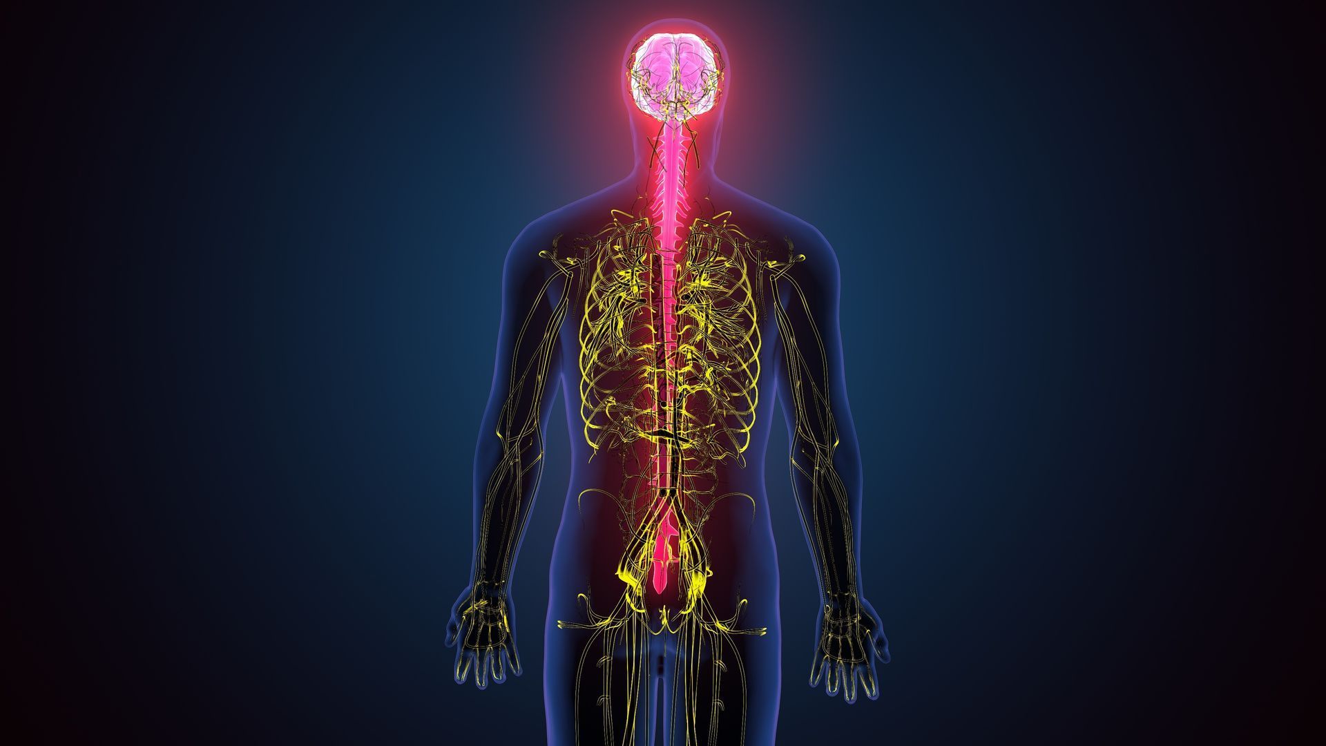 Human body silhouette with glowing nervous system, highlighted brain and spinal cord on a dark background