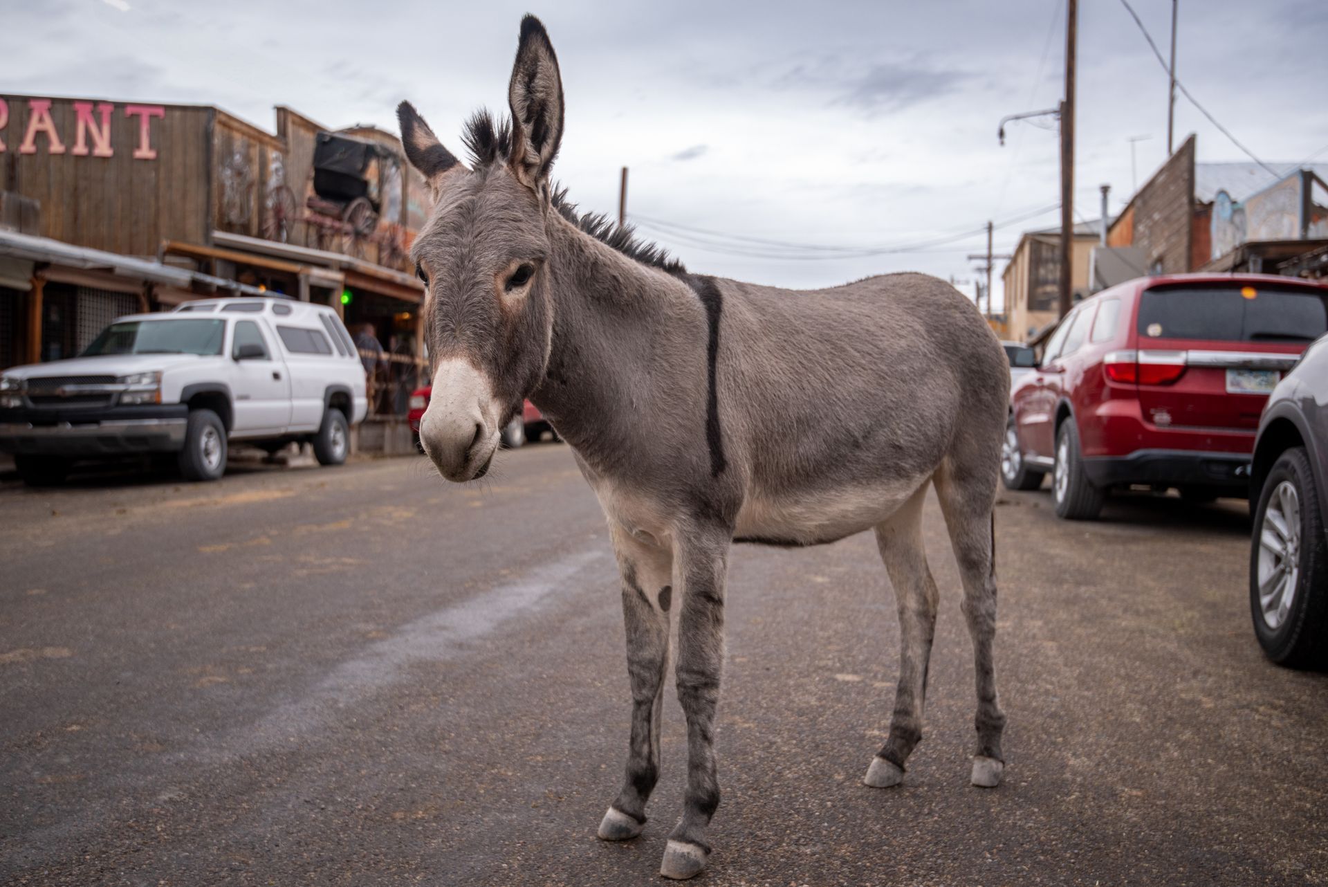 Donkey standing on a street in front of western-style buildings and parked cars.