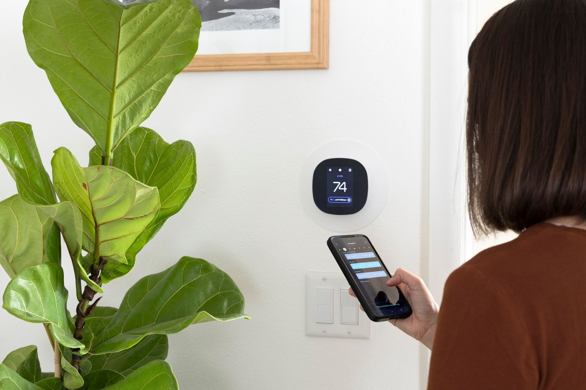 Person holding a phone near a wall thermostat beside a large green plant