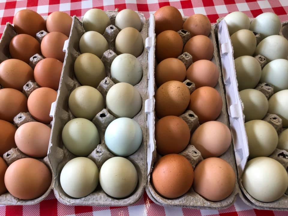 Three cartons of eggs are lined up on a checkered tablecloth