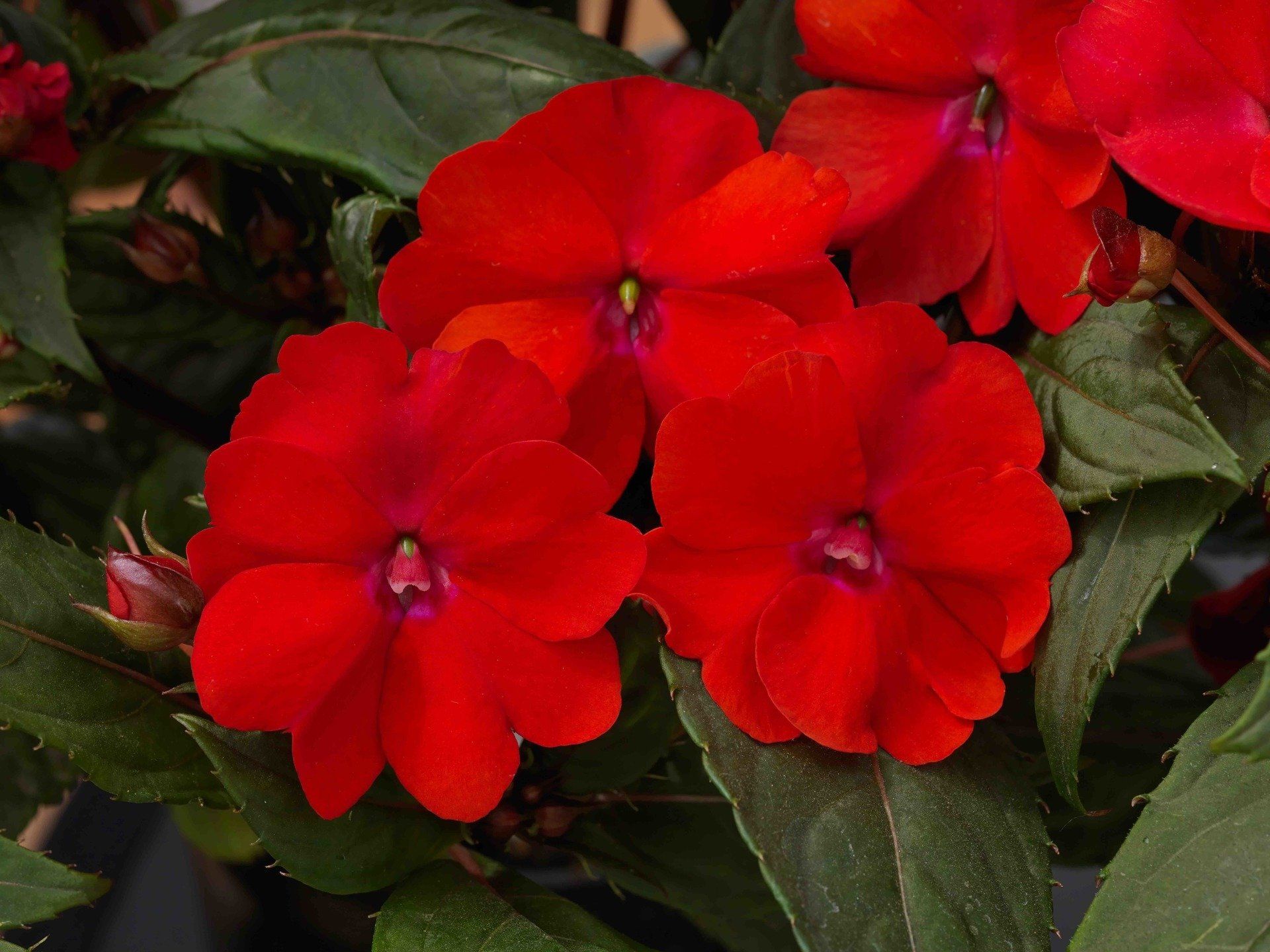 sunpatien-pink-flowers