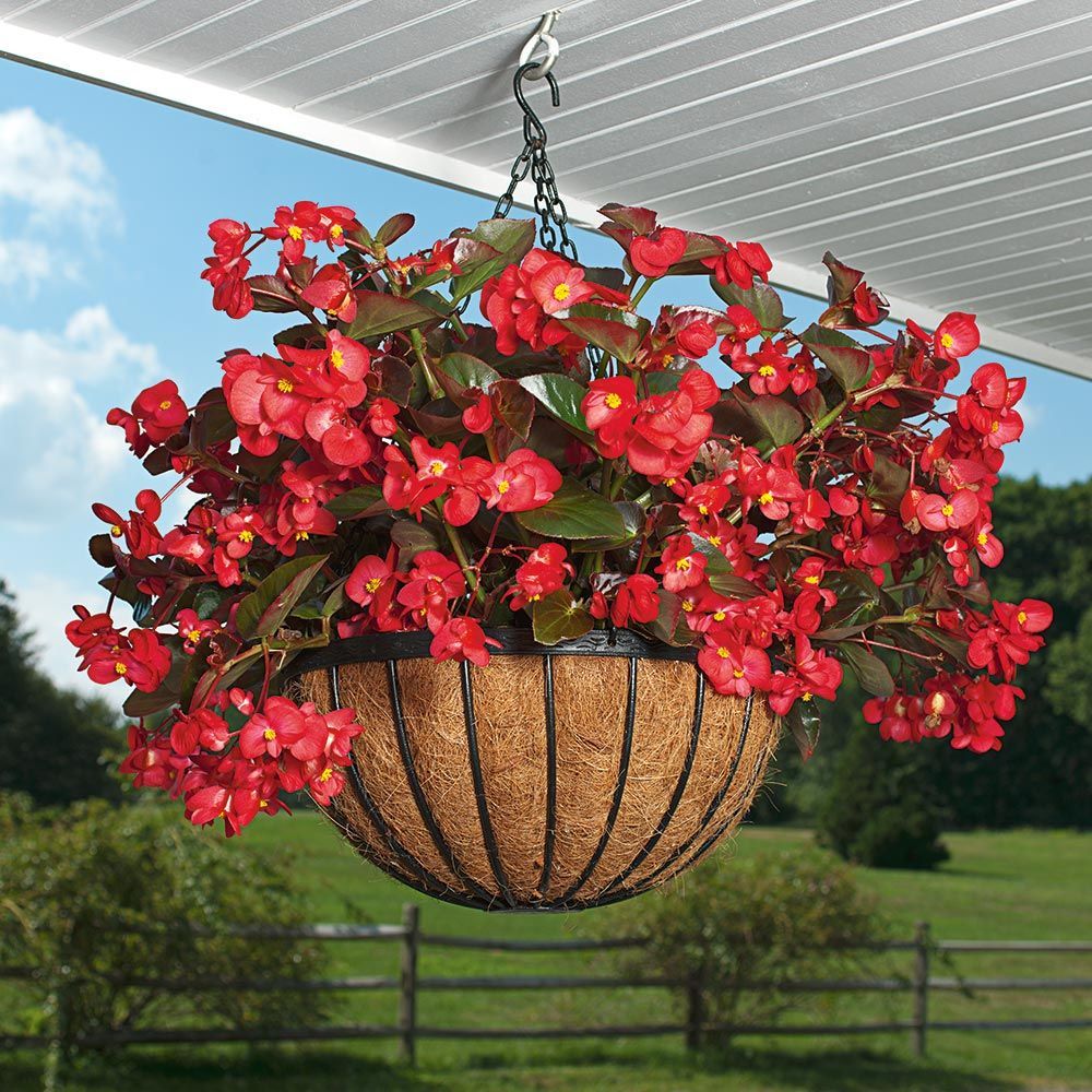 red-big-begonia-hanging-basket