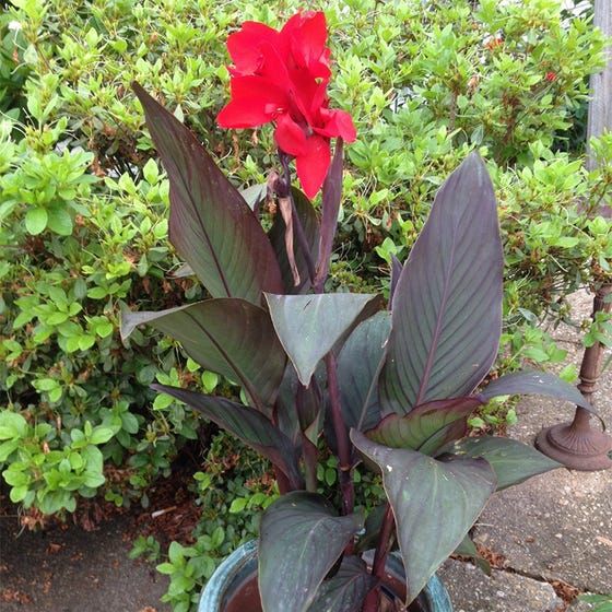 red-canna-cannova-flower