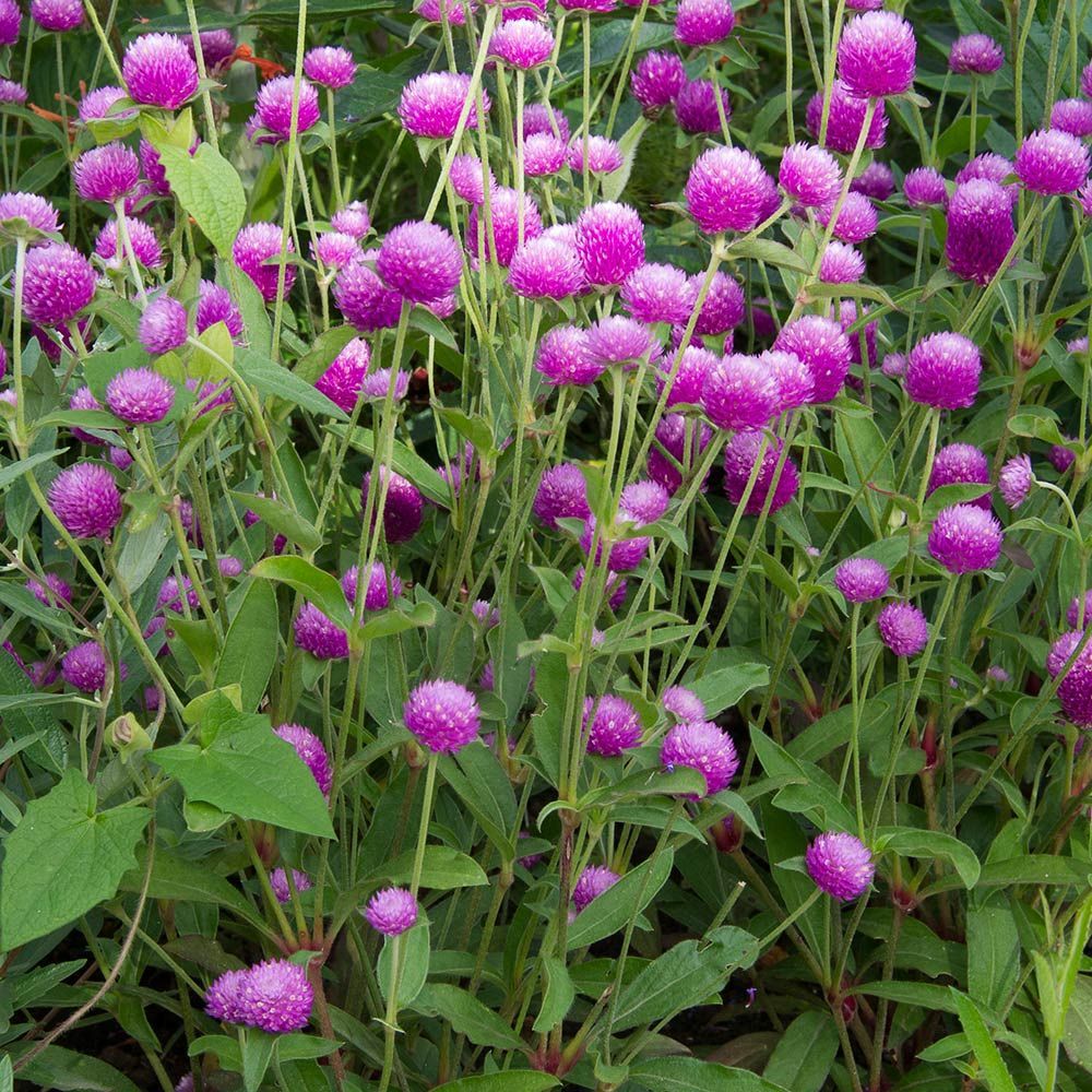 purple-gomphrena-flowers