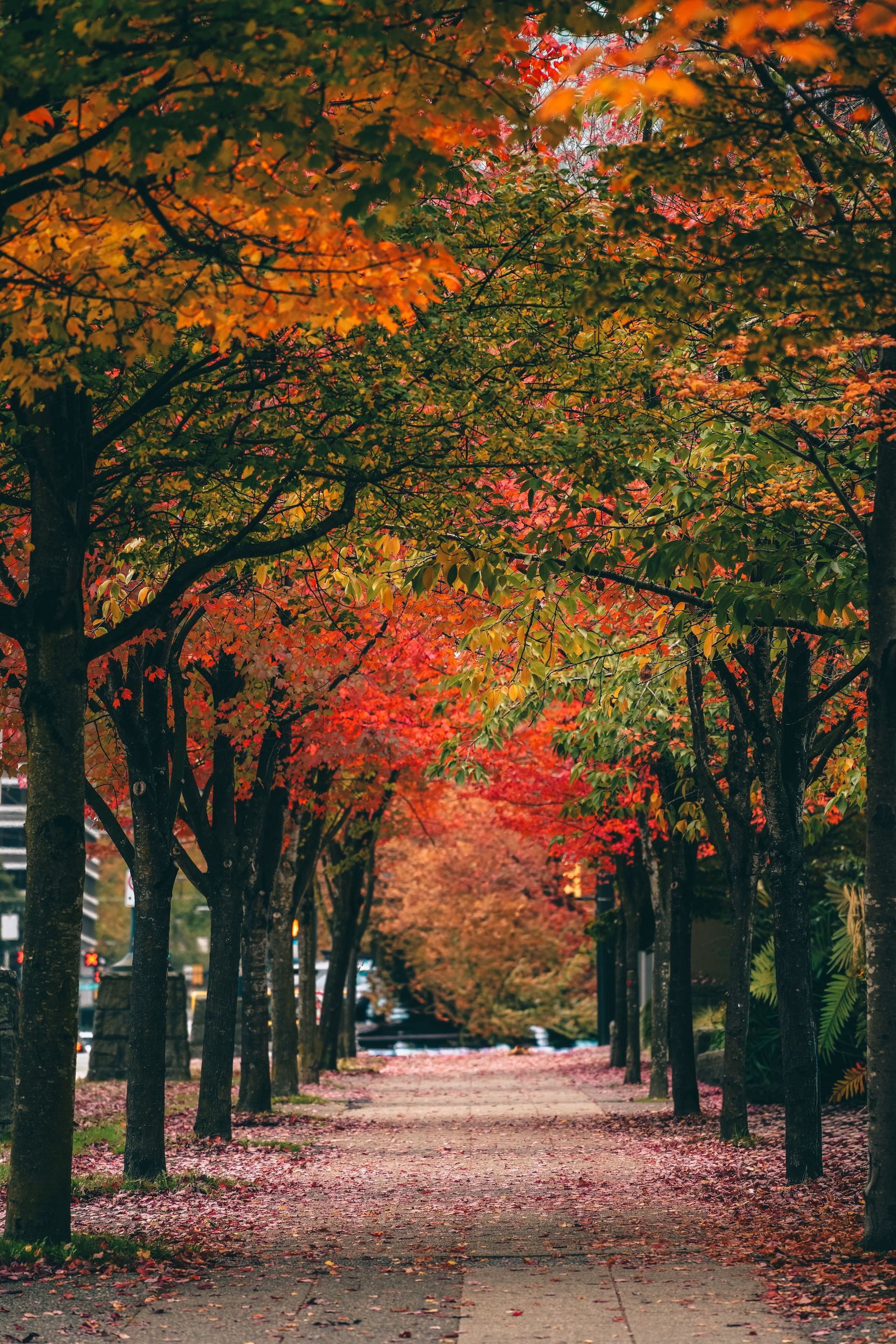 Tree-lined path covered in autumn leaves, with colorful red, orange, and green foliage overhead
