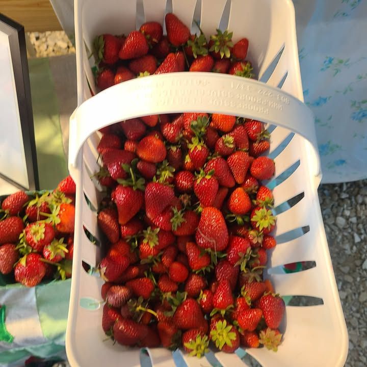 Basket of fresh red strawberries at a market stall