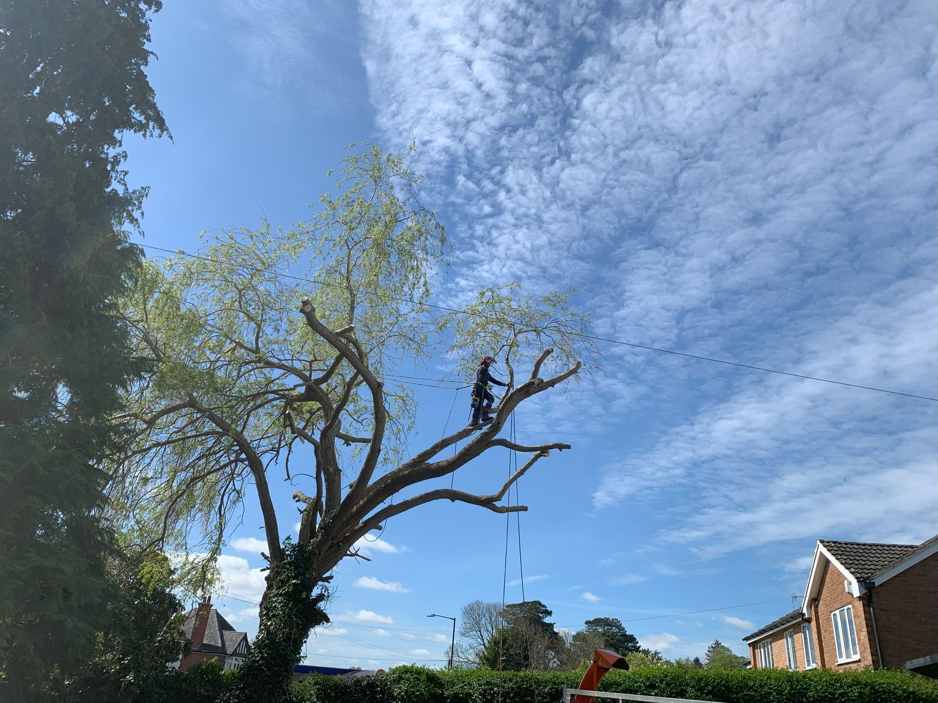 Expert Commercial Tree Pruning & Care