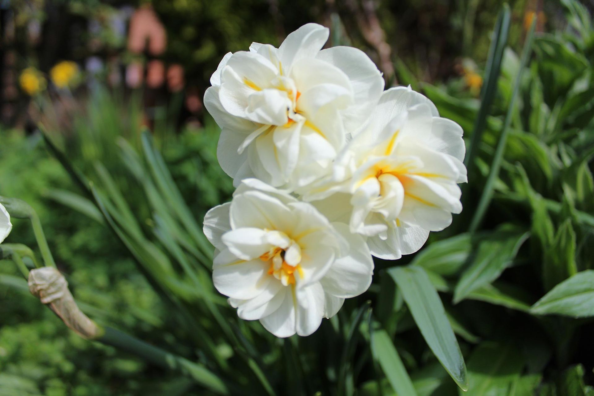 A close up of a white flower with a yellow center