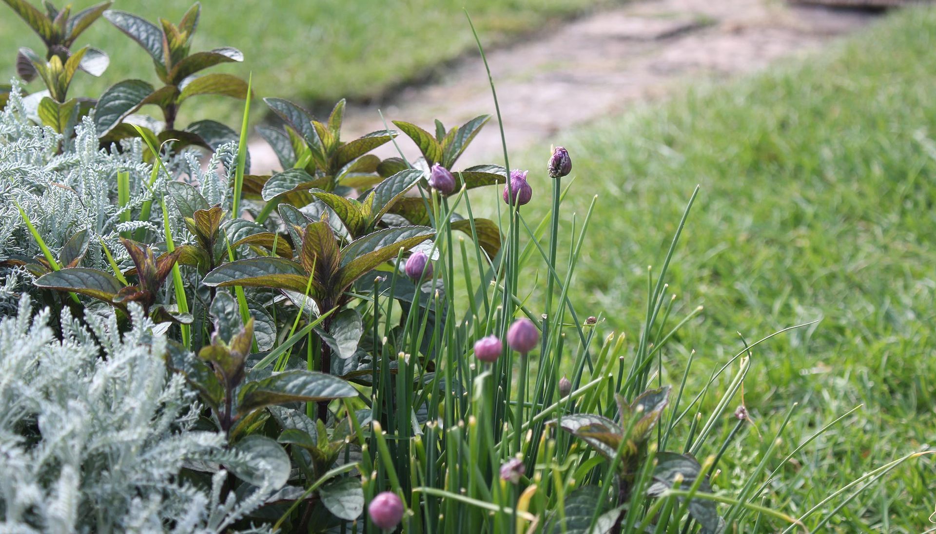 A garden with flowers and plants growing in the grass.